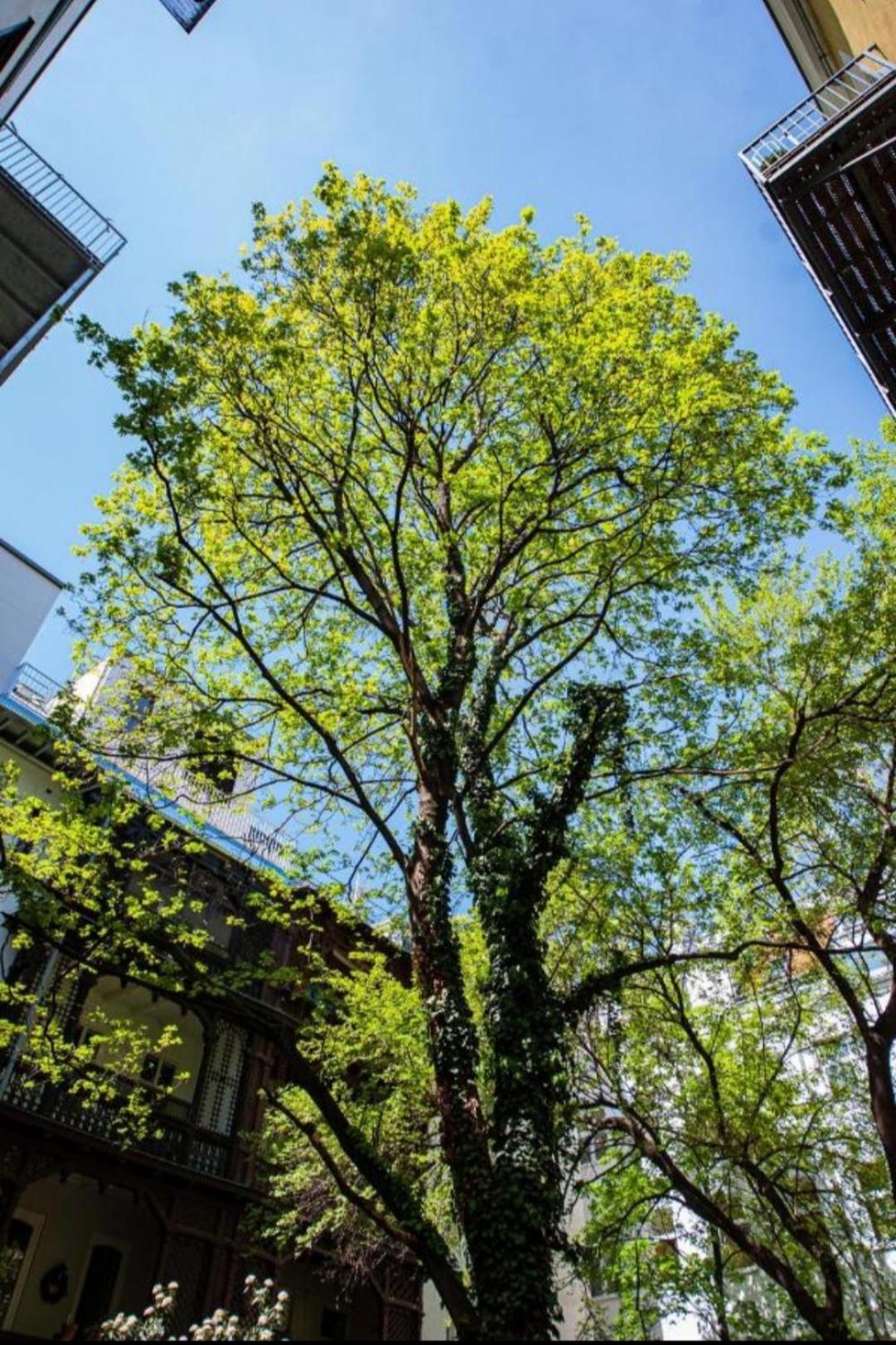 Vienna My City Apartment Garden View Viena Exterior foto